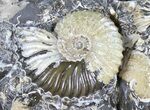 Wide Iridescent Ammonite (Deschaesites) Cluster - Russia #31373-2